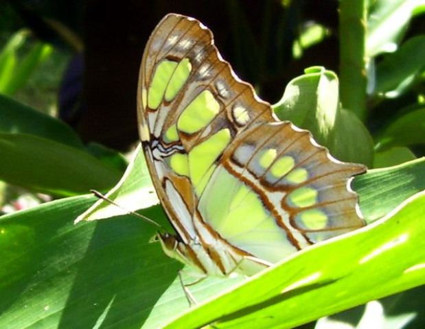 Butterfly_green