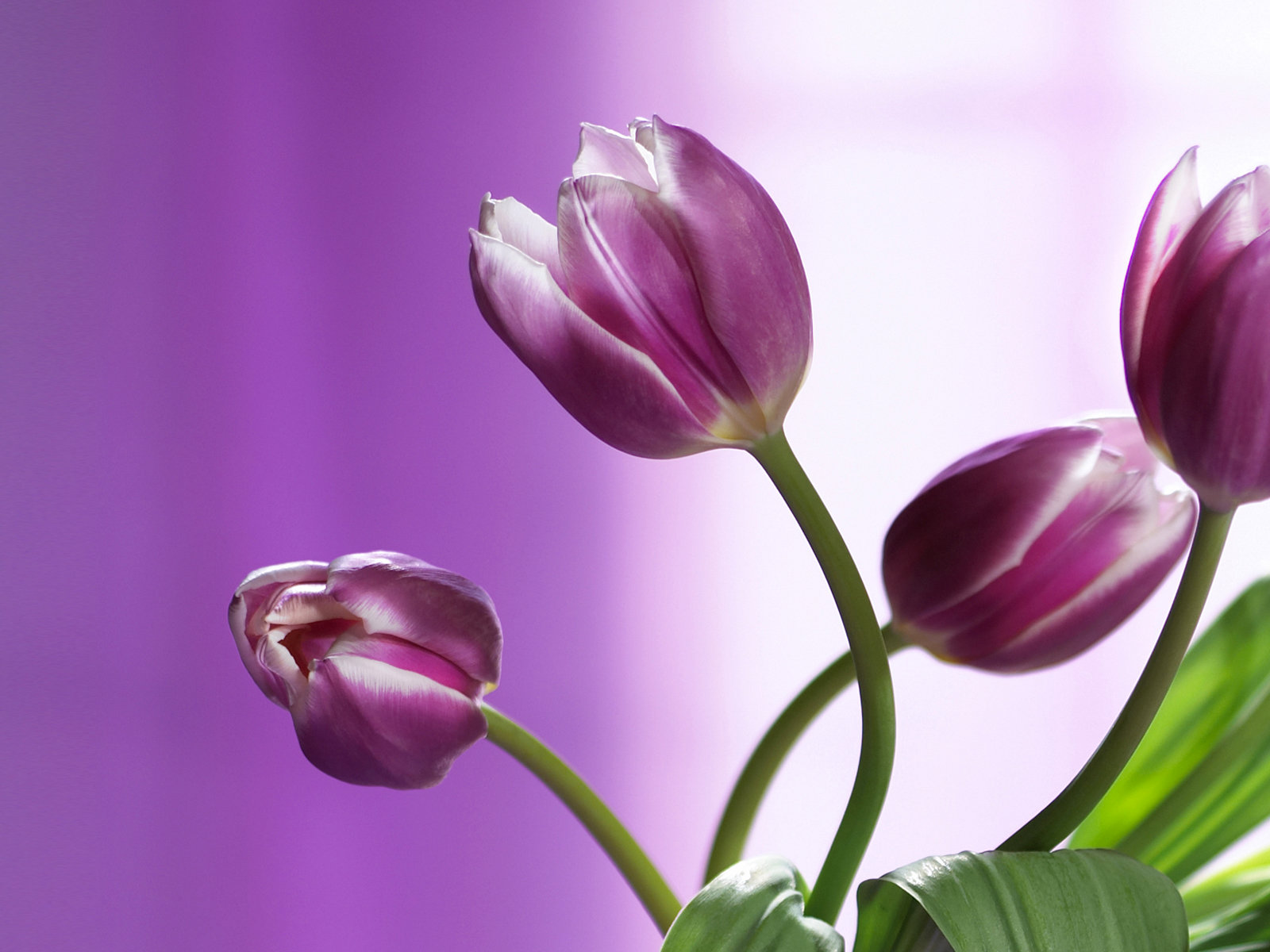 violet_tulips